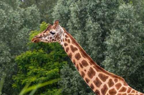 Jihlavská zoo zůstává nejnavštěvovanějším turistickým cílem Vysočiny