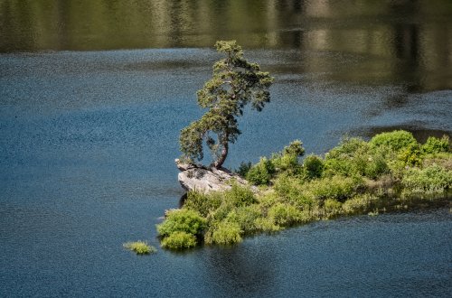 Chudobínská borovice vede anketu Evropský strom roku 