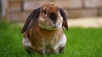 rabbit-1422882 1920