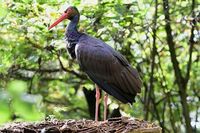 black-stork