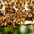 Kurz pro začínající včelaře