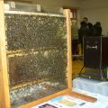 Včelařská výstava