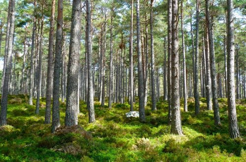Odborníci na semináři v Telči doporučili zvýšit rozmanitost dřevin v porostech
