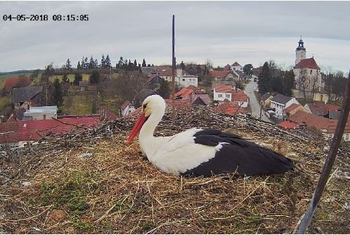 Čapí rodinu a celý Tasov můžete sledovat živě