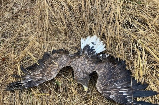 Na Velkomeziříčsku opět někdo otrávil vzácné ptáky