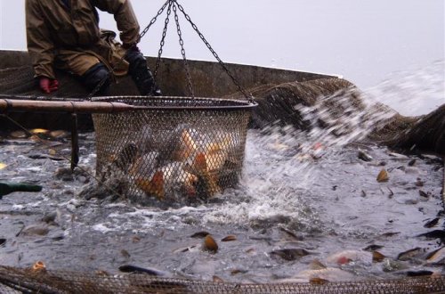 Na Vysočině se každoročně vyloví téměř 2 000 tun ryb