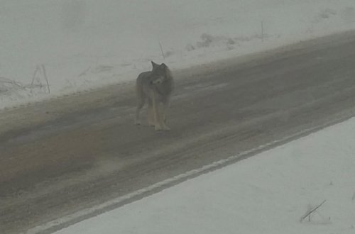 Okolím Kúsek a Dolních Radslavic prošel vlk