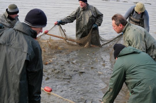 Posledním letos loveným svazovým rybníkem byl Kloudův