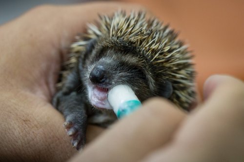 V Pavlově se můžete stát kmotry zachráněných zvířat