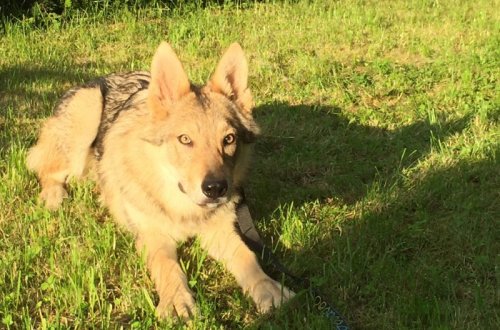 Neviděli jste zatoulaného psa?