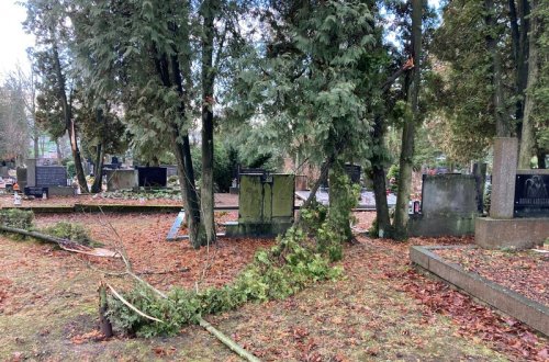 Vánoční kalamita postihla hlavně stromy