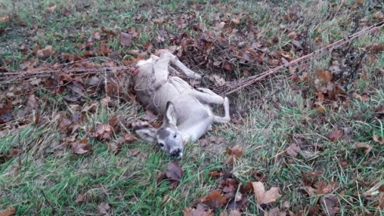 Hasiči u Uhřínova zachránili srnu