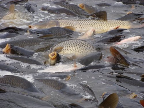 V Šeborově se bude lovit rybník