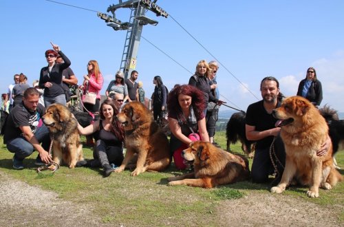 Do Meziříčí se sjely tibetské dogy