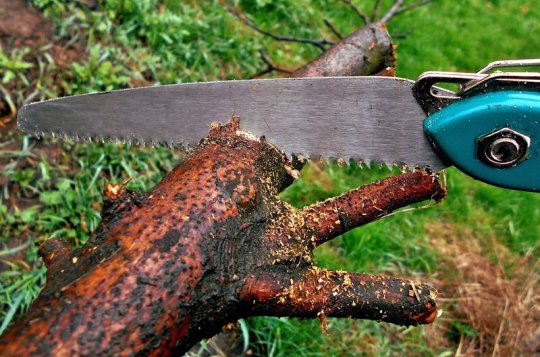 EG.D chystá prořezávku stromů