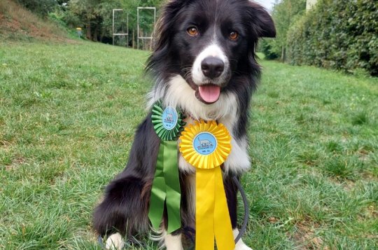 Psí škola Velké Meziříčí pořádala zkoušky v noseworku