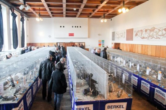 Chovatelé z Bohdalova zvou na Výstavu Vysočiny 2018