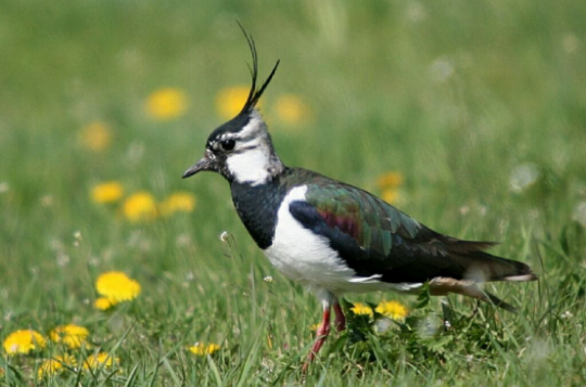 Spolupráce zemědělců, ochránců přírody i veřejnosti může zachránit desítky mláďat čejky chocholaté