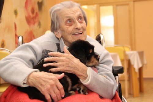 Potomci tibeťanky Carrie okouzlili seniory v Moravci