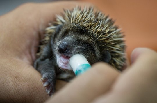 V Pavlově se můžete stát kmotry zachráněných zvířat