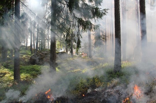 Hasiči se potýkají s velkým množstvím požárů v přírodním prostředí
