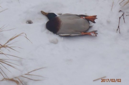 Hasiči z řeky vytáhli zdechlinu kačera. Pravděpodobně jde o náhodný úhyn