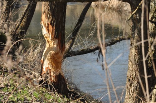 Bobři trvale osídlili i toky Balinky a Oslavy