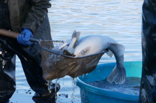 Přijeďte se podívat na výlov rybníka v Šeborově