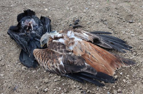 Traviči se Vysočině nevyhýbají, poslední obětí je samice orla mořského