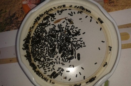 Kůrovcová kalamita na Vysočině: 150 tisíc kůrovců stačí k napadení až osmi zdravých stromů