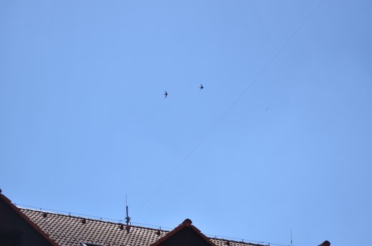 Rorýsovníky pomohou omezit ničení hnízd