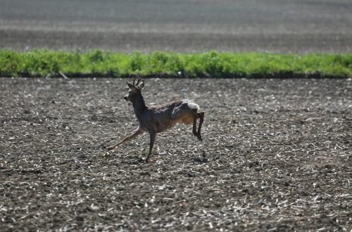 Počet střetů s lesní zvěří se v Kraji Vysočina meziročně opět zvýšil 