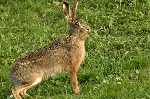Pachové ohradníky kolem silnic přispívají ke snížení nehodovosti