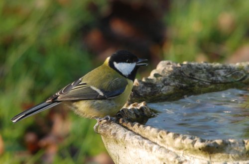 Ornitologové vyhodnotili sčítání ptáků na krmítkách. Skokanem roku je sojka, první místo obhájila koňadra