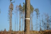Kůrovcová kalamita – výzva vlastníkům lesa