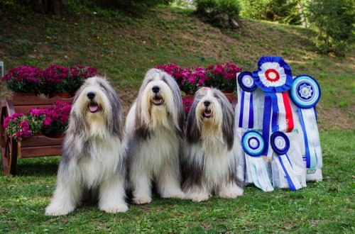 Bezmála padesátka bearded collií se předvedla na výstavě v Meziříčí