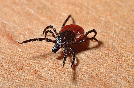 Diagnóza? Přisáté klíště. V létě lékaři řeší i takové případy