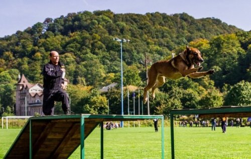 Policejní psovod z Vysočiny zvítězil na mistrovství na Ukrajině