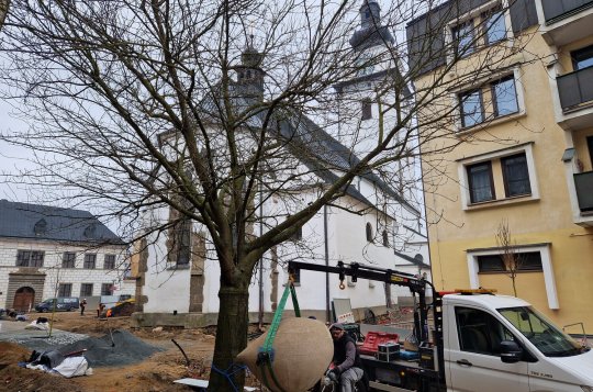 Sakury u tělocvičny čeká výměna