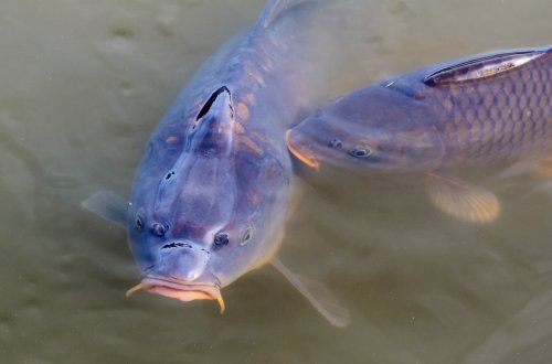 V Jívoví se uskuteční již XI. ročník rybářských závodů