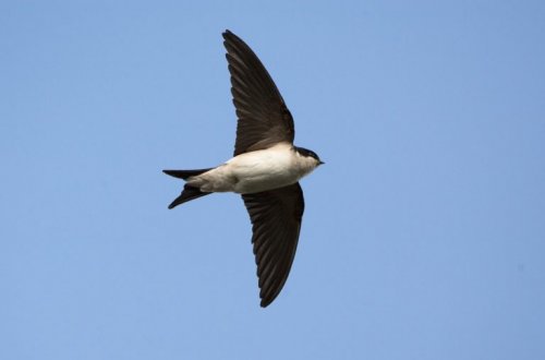 Jiřička obecná je ptákem roku 2020