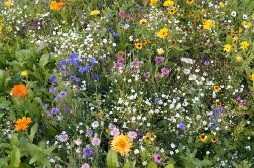 Hlasujte v soutěži Rozkvetlé město 2015