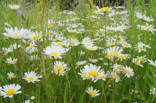Ve městě zakládáme první květnatou louku