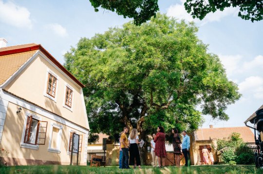 Můžete nominovat kandidáty na Strom roku