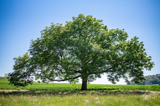 Podpořte strom, který si zaslouží pozornost a péči. Hlasujte v anketě Strom roku