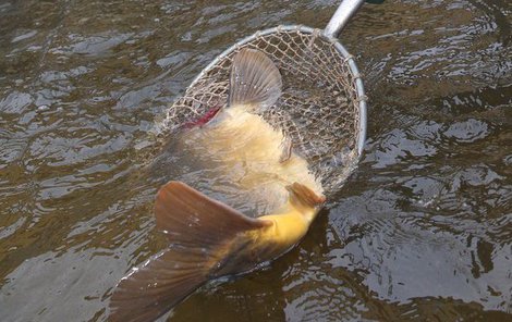 V Dobré Vodě a v Jívoví se uskuteční další ročníky rybářských závodů