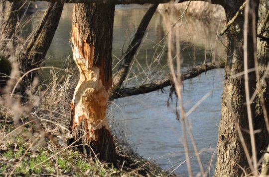 Bobři trvale osídlili i toky Balinky a Oslavy