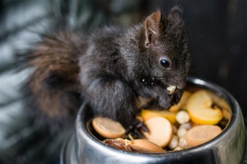 Záchranná Stanice Pavlov vydává první číslo nového zpravodaje Pavlovinky