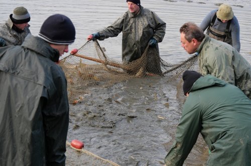 Posledním letos loveným svazovým rybníkem byl Kloudův