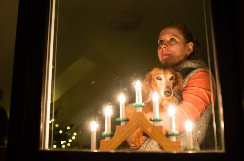 Konec roku je se všemi ohňostroji a petardami pro zvířata jedno z nejnáročnějších období